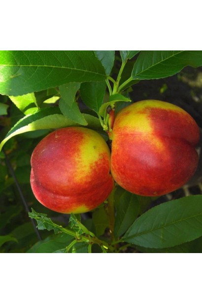 Нектарин колоновидний Роман — плоди на дереві в саду